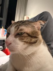 Side eye cat Meme Template