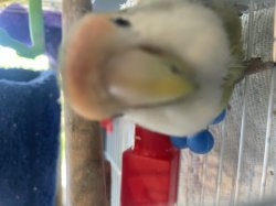Bird face :3 Meme Template