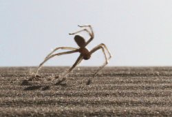 running spider Meme Template