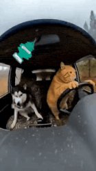 cat driving husky Meme Template