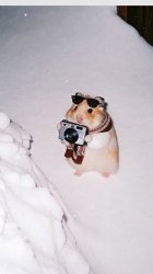 Hamster photo Meme Template