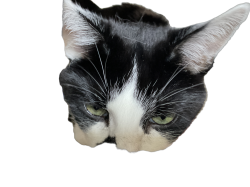 Macy popping her head over Meme Template