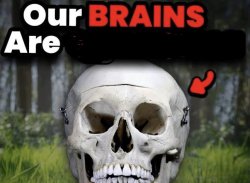 Our brains are Meme Template