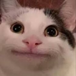 Beluga Staring Meme Meme Template