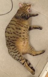 Fat Cat Panic Meme Template