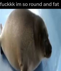 round seal Meme Template