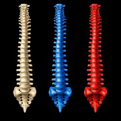 human backbones (3 pcs) in different colors on black background Meme Template