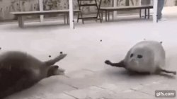 Bouncing seals Meme Template