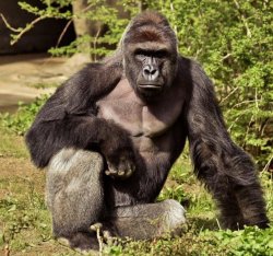 Harambe Meme Template