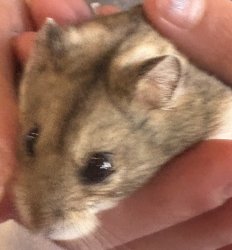 Blurry Hamster Meme Template