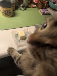 Butter Cat Meme Template