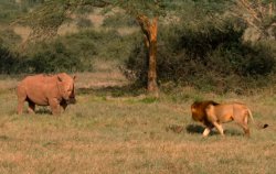 Rhino and lion Meme Template