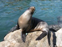 Seal Meme Template
