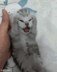 Little Cat Stressed Out Meme Template