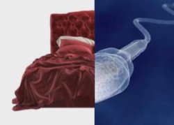 Half bed, half sperm. Meme Template