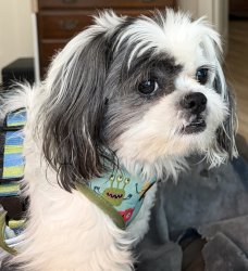 Bear, the scheming Shih Tzu Meme Template