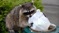 raccoon protecting trash Meme Template