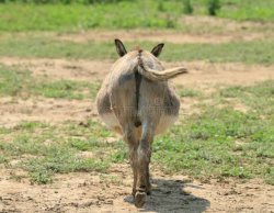 Donkey ass Meme Template