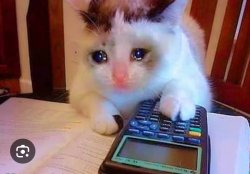 Gato llorando Meme Template