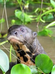 Judging Otter Meme Template