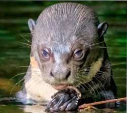 Judging Otter 2 Meme Template