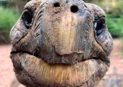 Forever alone turtle Meme Template