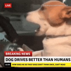 Dog drives better than humans Meme Template