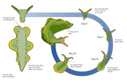 headless sea slug Meme Template