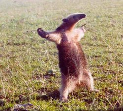 Southern tamandua Meme Template