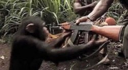 Give a machine gun to a democrat chimp Meme Template