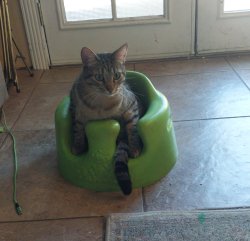 Baby chair cat Meme Template