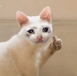 crying cat Meme Template