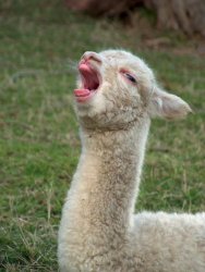 laughing llama Meme Template
