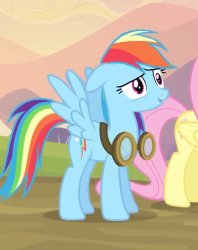 Rainbow Dash What Meme Template