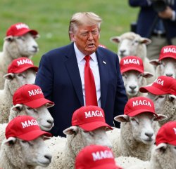 Donald Trump Sheeple MAGA ballcaps Meme Template