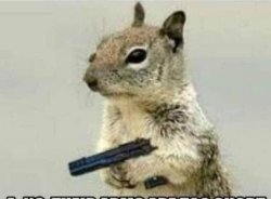 Squirrel with Desert Eagle Gun Meme Template