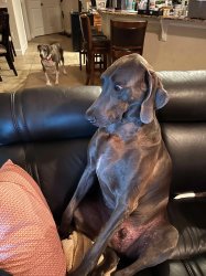Weimaraner Shocked When Looking At Laptop Meme Template