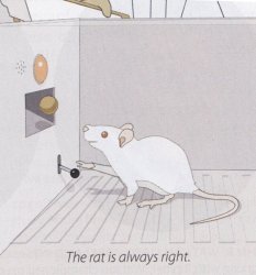 The Rat is Always Right Meme Template