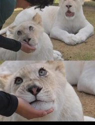 Luna the Lioness Meme Template