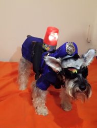 POLICE DOG Meme Template