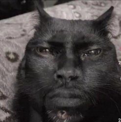 Kevin Hart Cat Meme Template