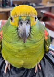 Sassy Parakeet Meme Template