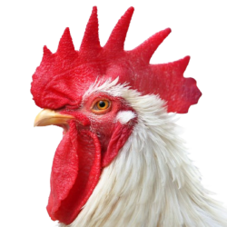 rooster head Meme Template