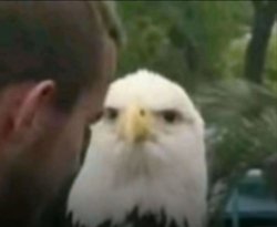 eagle judging stare Meme Template