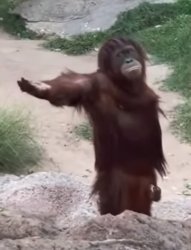 Begging monkey Meme Template