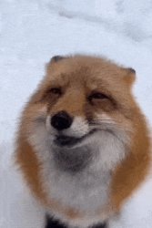 Petting Fox Meme Template