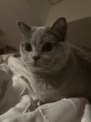 Cat what Meme Template
