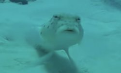Fish "What The Hell" Meme Template