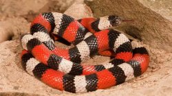Milk snake Meme Template