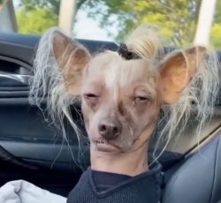 Meth head dog Meme Template